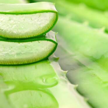 Aloe Vera benefici pelle: a cosa serve davvero?