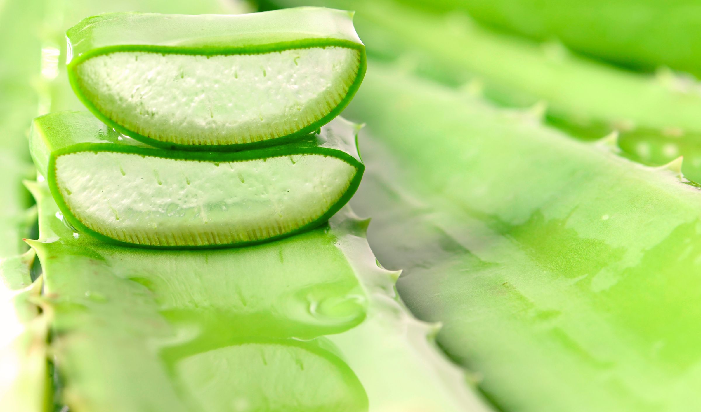 Aloe Vera benefici pelle